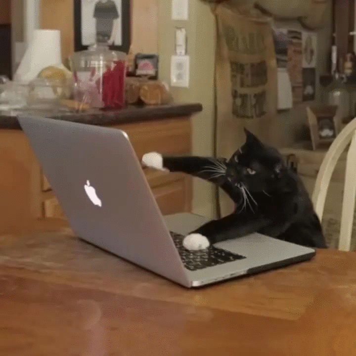 cat typing on MacBook pro gif